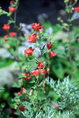 Sphaeralcea Newleaze Coral