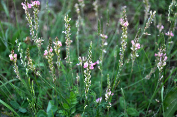 Pink flowers sainfoin