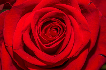 Close up of selective focus of detail of petals of beautiful red rose