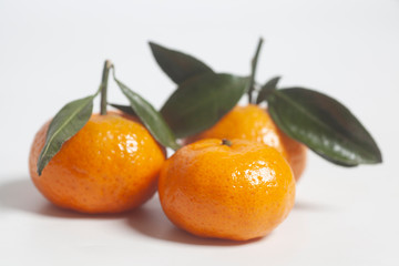 Ripe mandarins with green leaves
