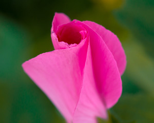 Fototapeta na wymiar close up of pink flower petals opening