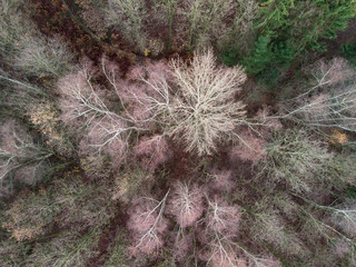Aerial view of a bare and colorful autumn forest