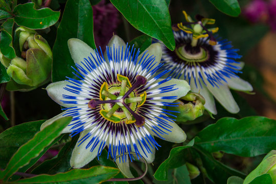 Blue Passion Flower