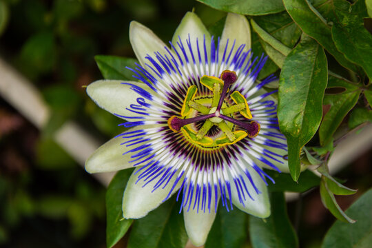 Blue Passion Flower