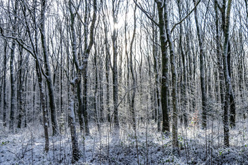 Winter forest landscape with snow covered trees and sunlight penetrating through the branches. Winter sunny day in the forest.

