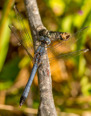Little Blue Dragonlet