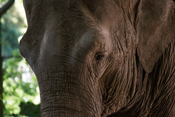 elephant in zoo in Argentina