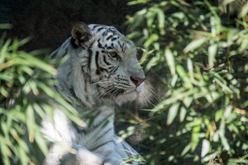 white tiger at the zoo in argentina