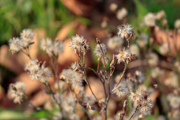 Dandelion