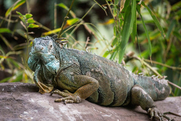 Iguana in zoo in Argentina