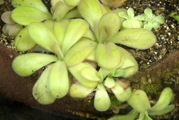 Pinguicula