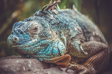 Iguana in zoo in Argentina