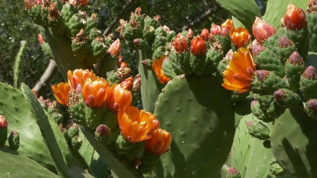 Flowering cactus. Ants crawling around. Botanical gardens in Palermo, Sicily, Italy.