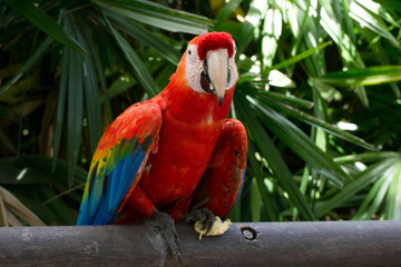 parrot in the zoo in Argentina