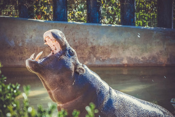 hippo in the zoo