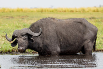 Cape Buffalo in Water