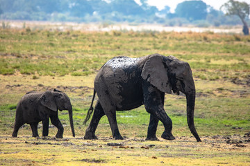 Elephant Mother and Calf walking