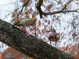 a pair of Egyptian geese in an elm tree