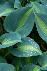 Hosta Grande Manquee - Hosta