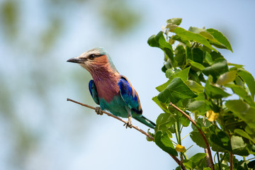 Lilac Breasted Roller on Branch