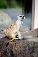 Fototapeta premium meerkat in zoo in Argentina