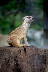 Naklejka na ściany i meble meerkat in zoo in Argentina