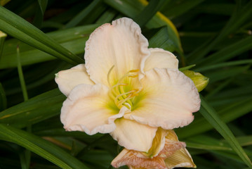 Hemerocallis Millie Schlumpf