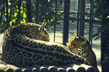 two leopards in the zoo