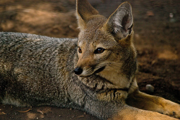 wild fox at the zoo