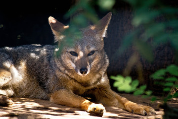 wild fox at the zoo