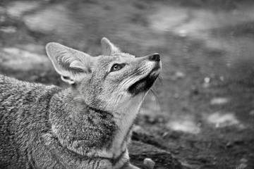 wild fox at the zoo