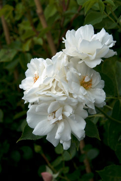 Rosa Grimpant Iceberg Clg - Rosier Grimpant