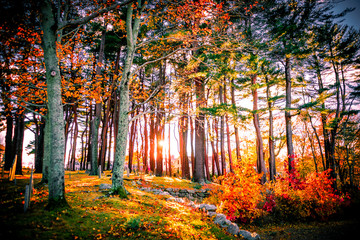 Fall Foliage Sunset - obrazy, fototapety, plakaty