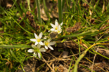 Blossom Ornithogalum. Spring white flower Star-of-Bethlehem. Oxythyrea funesta.