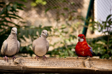 parrot in the zoo in Argentina