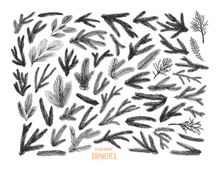 Collection of pine tree and spruce branches. Hand drawn Christmas and winter decorative elements.