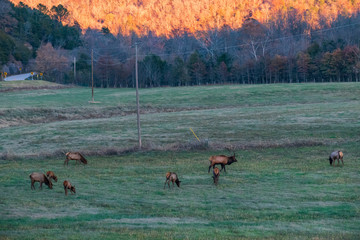 Wild elk herd in Boxley, Arkansas