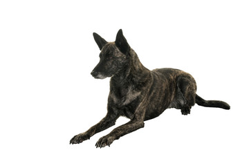 Portrait of an Brindle Dutch shepherd in a studio isolated on white background