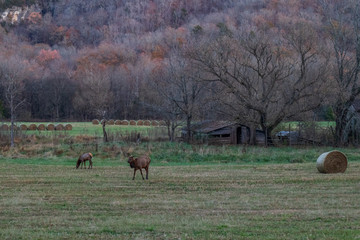 Wild Elk Herd in Boxley, Arkansas