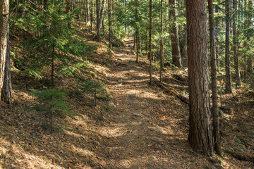 coniferous forest of trees with a full frame trail