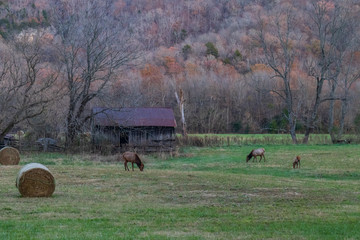Wild elk herd in Boxley, Arkansas