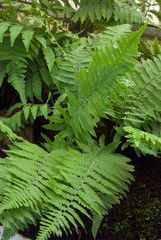 Artropteris Orientalis