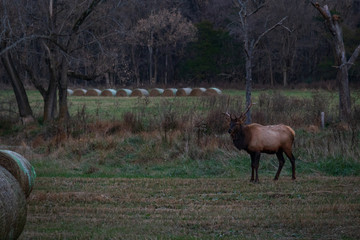 Wild elk herd in Boxley, Arkansas
