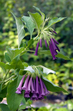 Iochroma Grandiflora