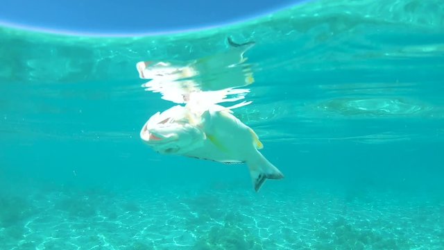 CLOSE UP, UNDERWATER: Small dead exotic fish floating on the calm surface of the turquoise Pacific ocean. Global warming and pollution killing off the tropical wildlife in the sunny Caribbean sea.