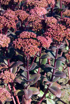 Sedum Matrona