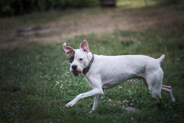 Dog