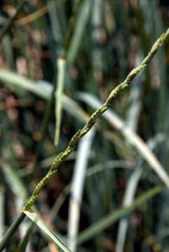Elytrigia Obtusiflora - Chiendent De La Mer Noire