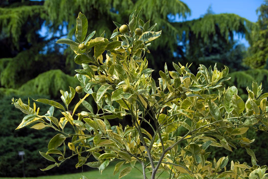 Citrus Reticulata - Mandarinier Panache Satsuma