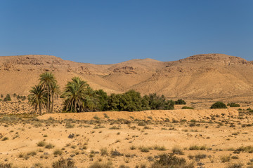 Oasis in a desert. South Tunisia